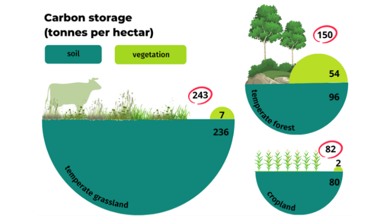 Shall we clearcut our forests to place solar panels instead?
